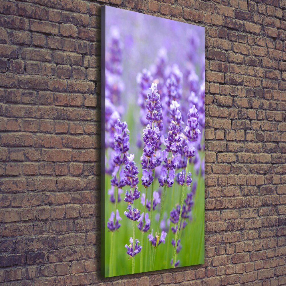 Foto obraz canvas pionowy Pole lawendy