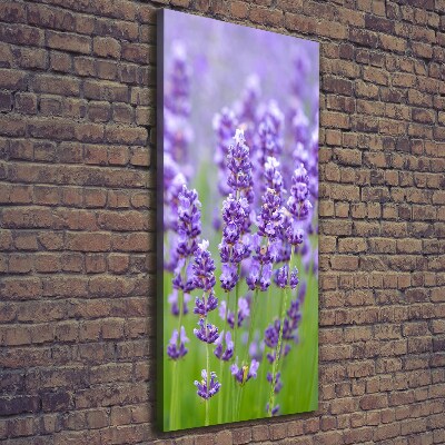 Foto obraz canvas pionowy Pole lawendy