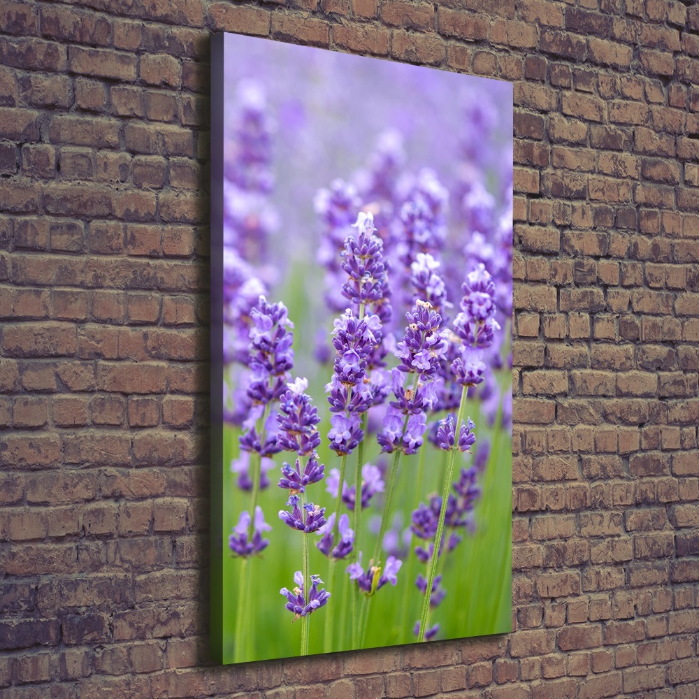 Foto obraz canvas pionowy Pole lawendy