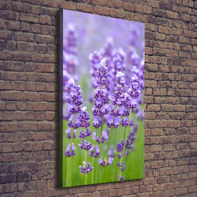 Foto obraz canvas pionowy Pole lawendy
