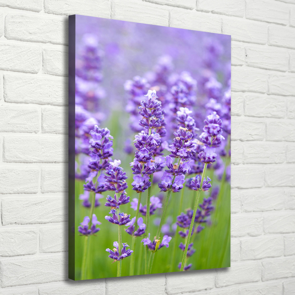 Foto obraz canvas pionowy Pole lawendy