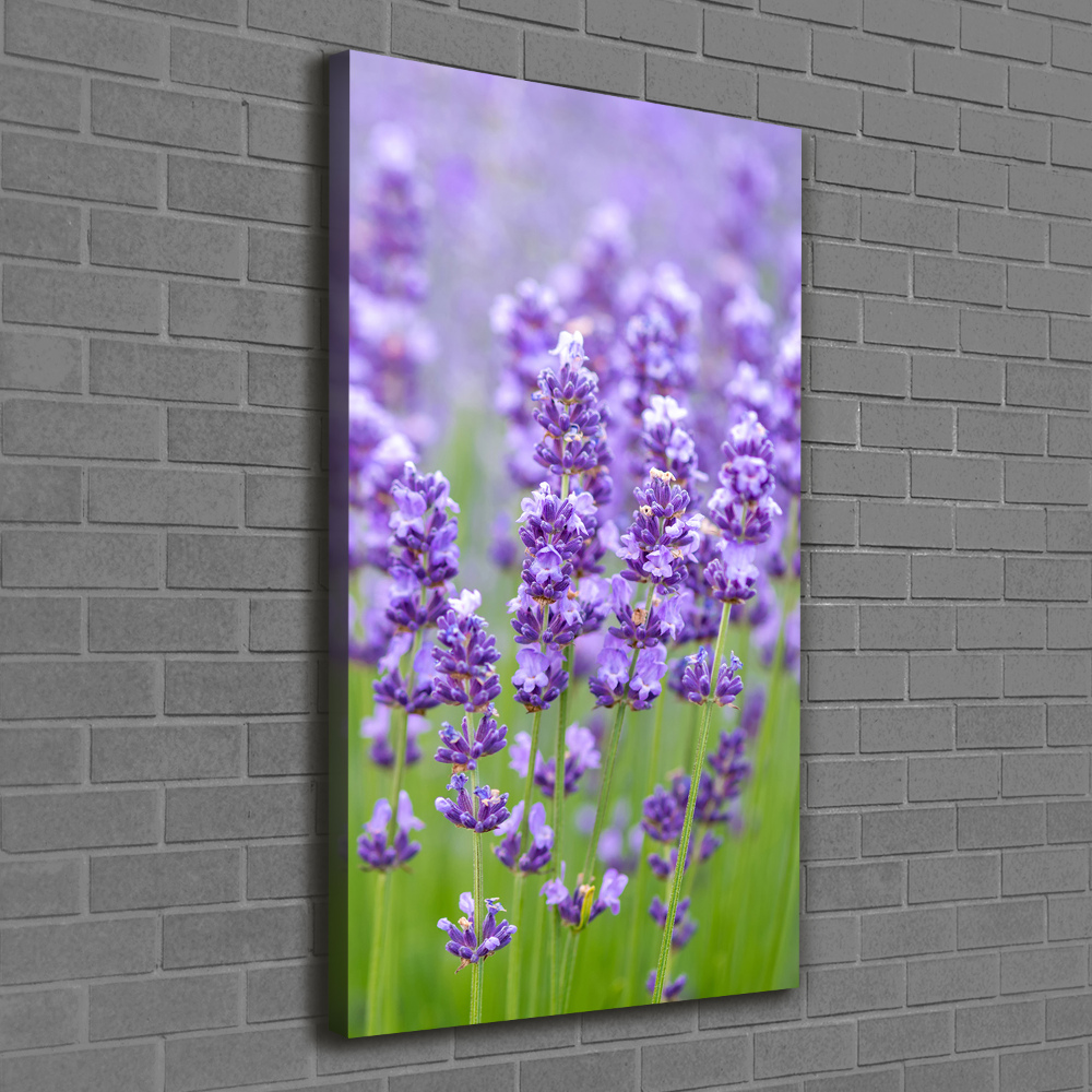 Foto obraz canvas pionowy Pole lawendy