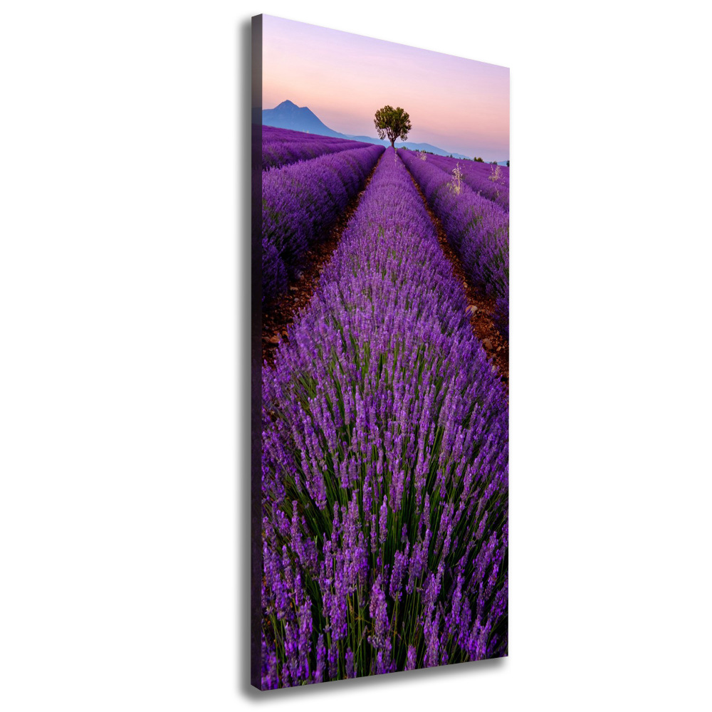 Foto obraz canvas pionowy Pole lawendy