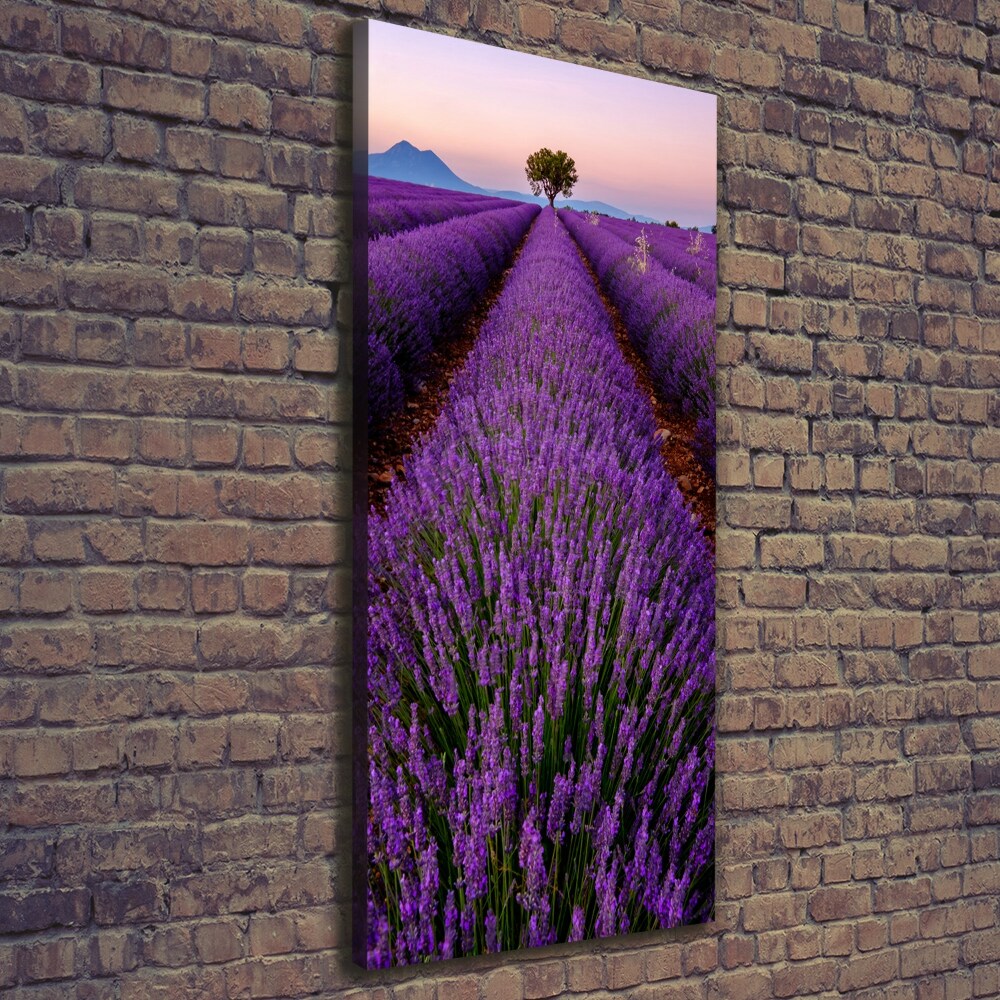 Foto obraz canvas pionowy Pole lawendy