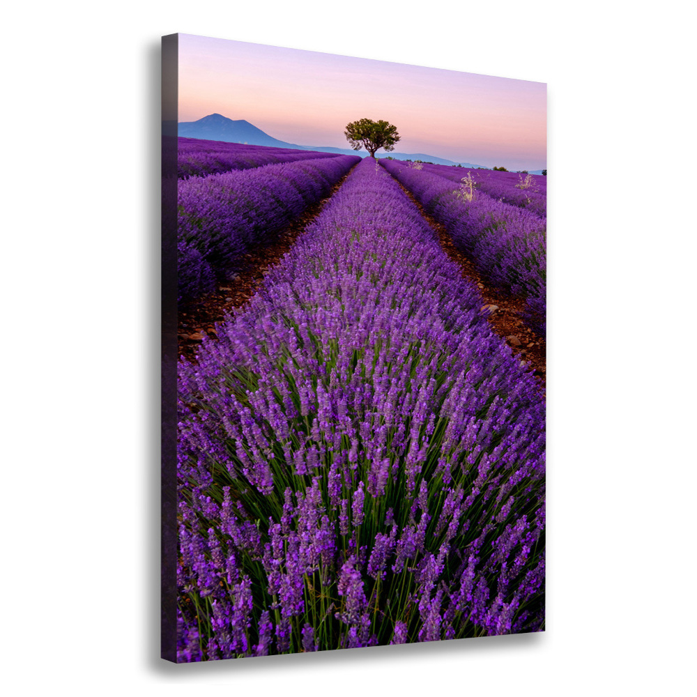 Foto obraz canvas pionowy Pole lawendy