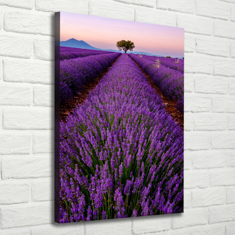 Foto obraz canvas pionowy Pole lawendy