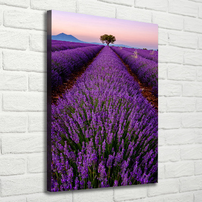Foto obraz canvas pionowy Pole lawendy