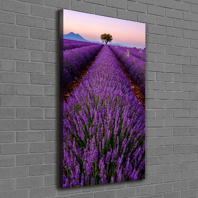 Foto obraz canvas pionowy Pole lawendy