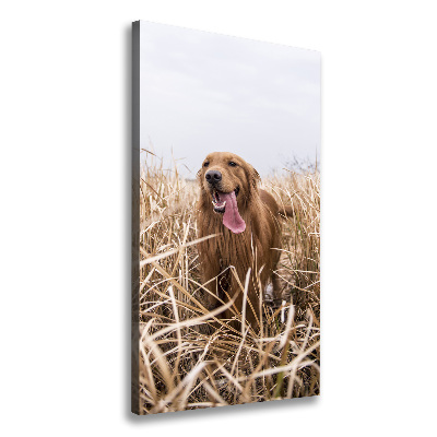 Foto obraz na płótnie pionowy Golden retriever
