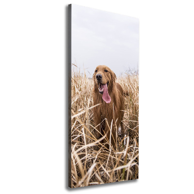 Foto obraz na płótnie pionowy Golden retriever