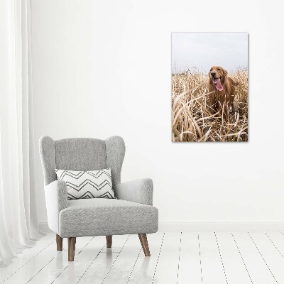 Foto obraz na płótnie pionowy Golden retriever