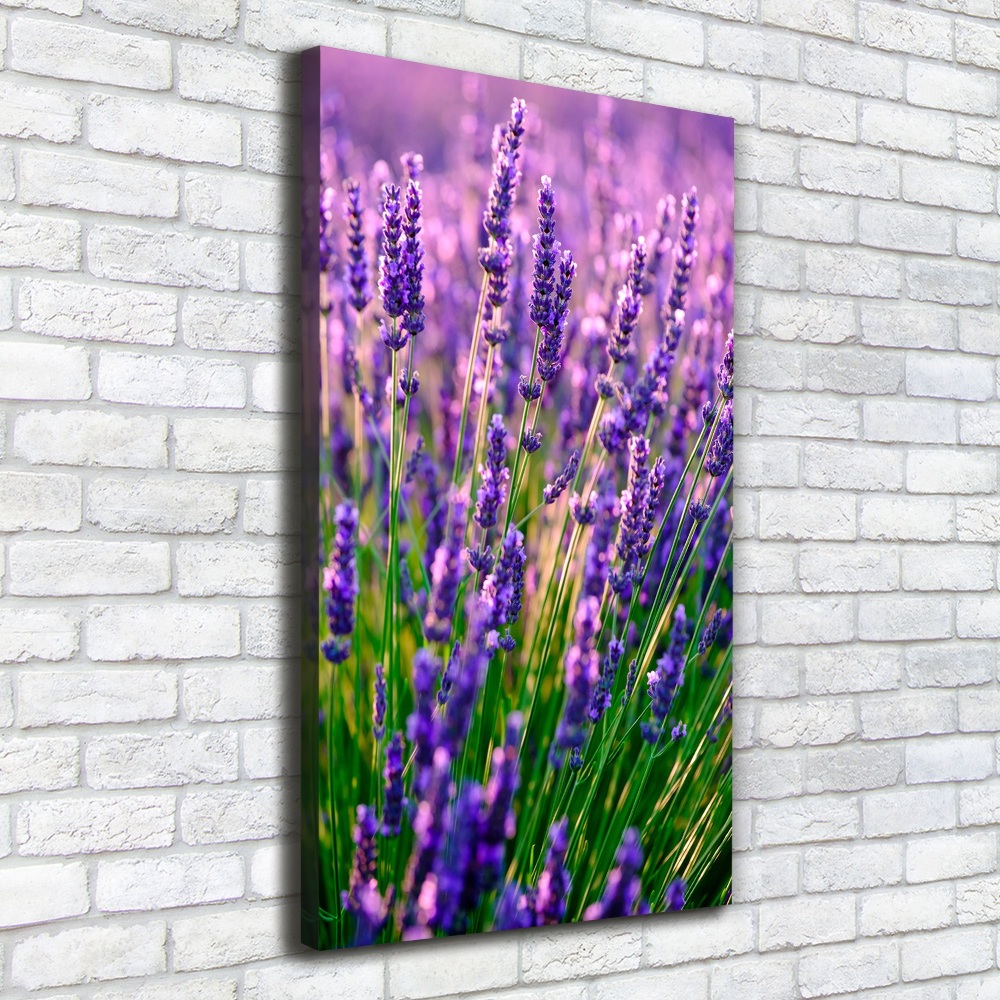 Foto obraz canvas pionowy Pole lawendy