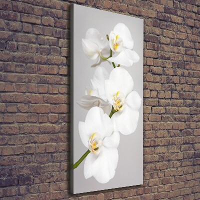 Foto obraz na płótnie pionowy Biała orchidea