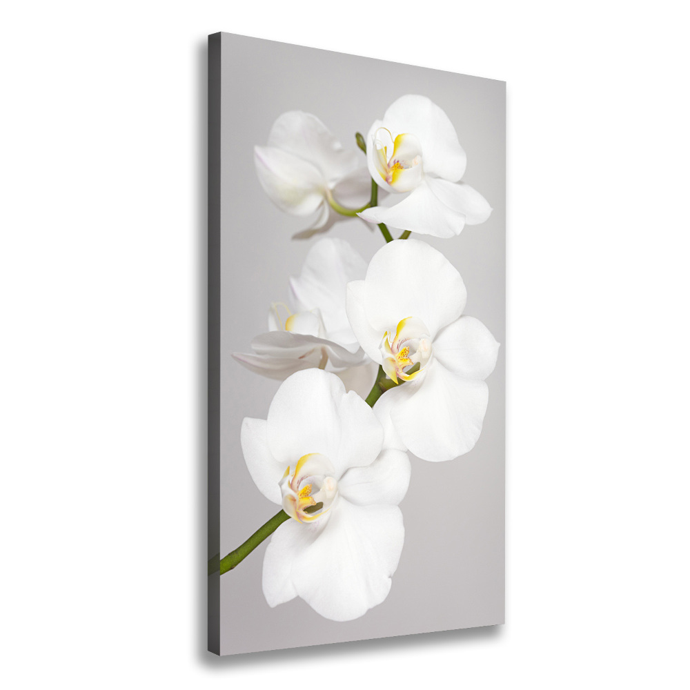 Foto obraz na płótnie pionowy Biała orchidea