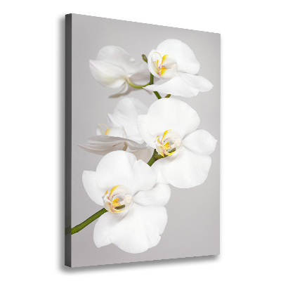 Foto obraz na płótnie pionowy Biała orchidea