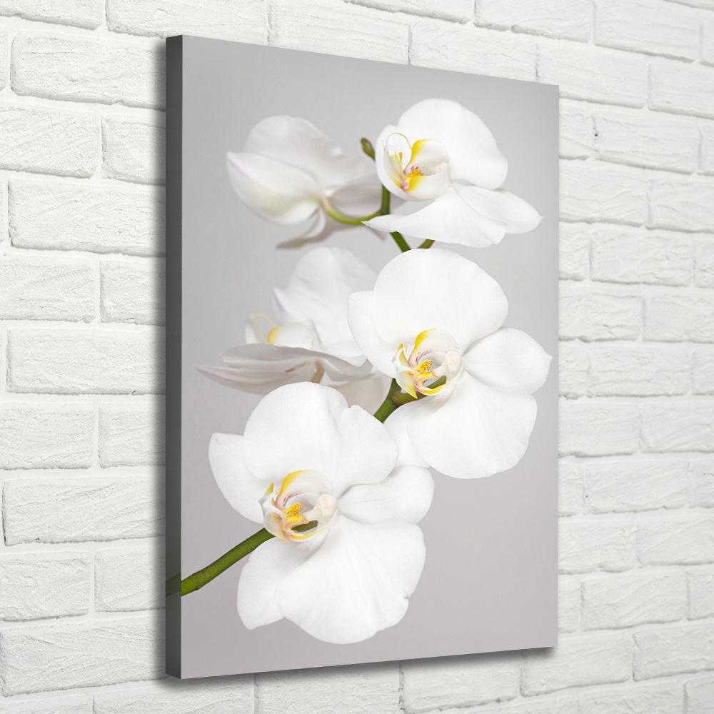 Foto obraz na płótnie pionowy Biała orchidea