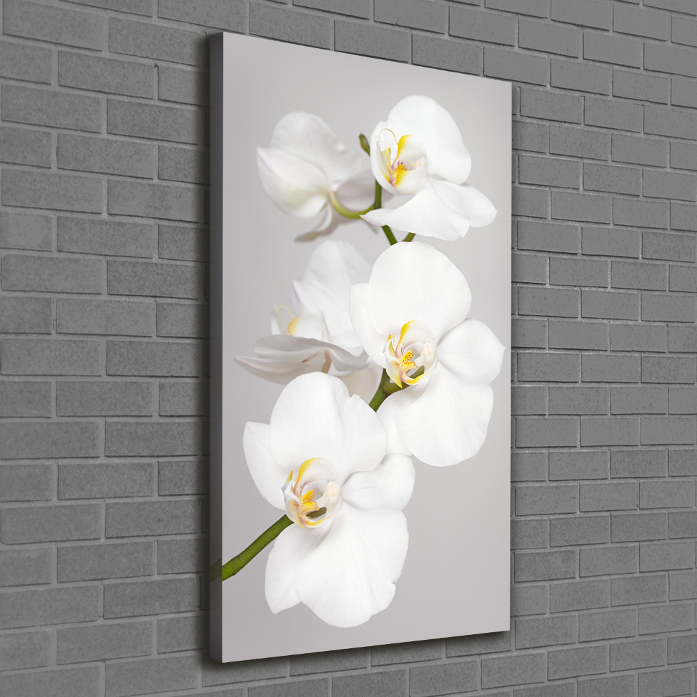 Foto obraz na płótnie pionowy Biała orchidea