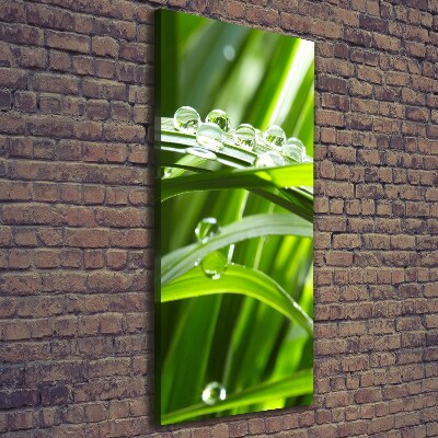 Foto obraz canvas pionowy Źdźbła trawy
