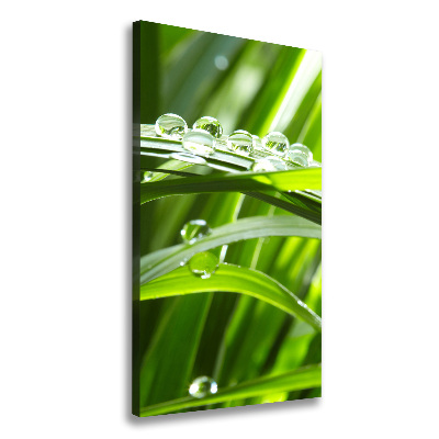 Foto obraz canvas pionowy Źdźbła trawy
