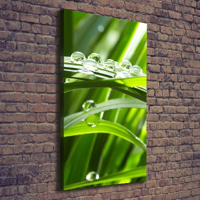 Foto obraz canvas pionowy Źdźbła trawy