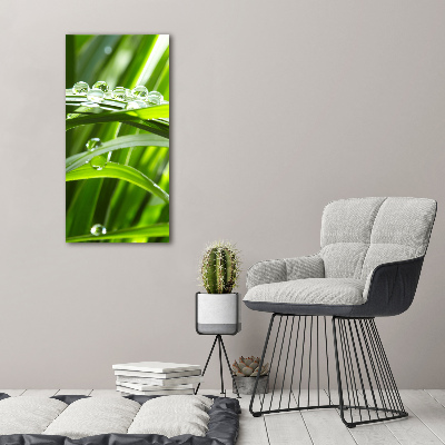 Foto obraz canvas pionowy Źdźbła trawy