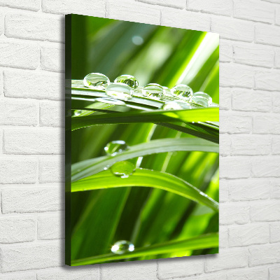 Foto obraz canvas pionowy Źdźbła trawy