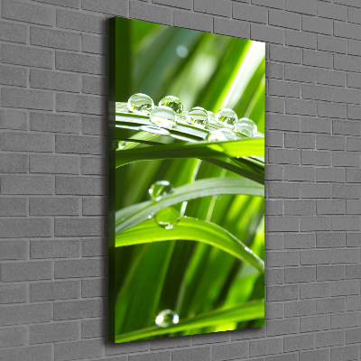 Foto obraz canvas pionowy Źdźbła trawy