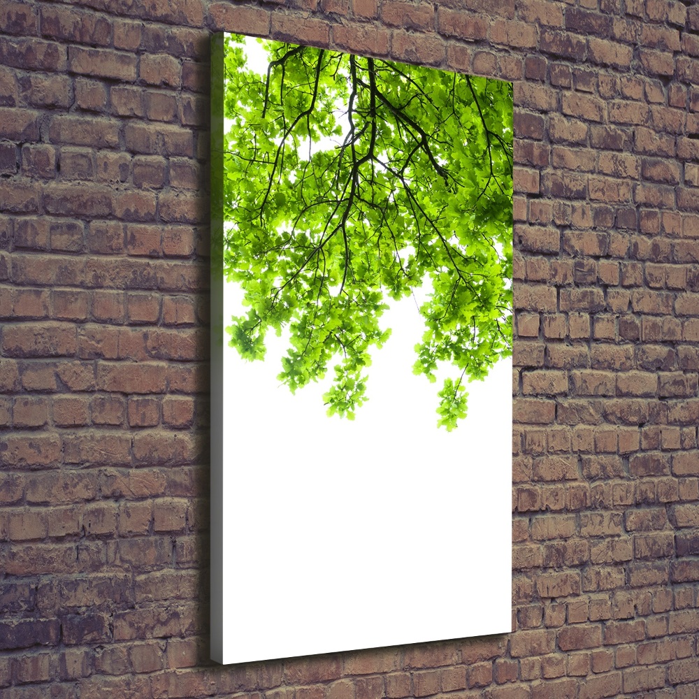 Foto obraz canvas pionowy Korona drzew