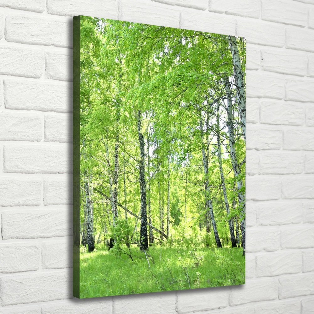 Foto obraz canvas pionowy Las brzozowy