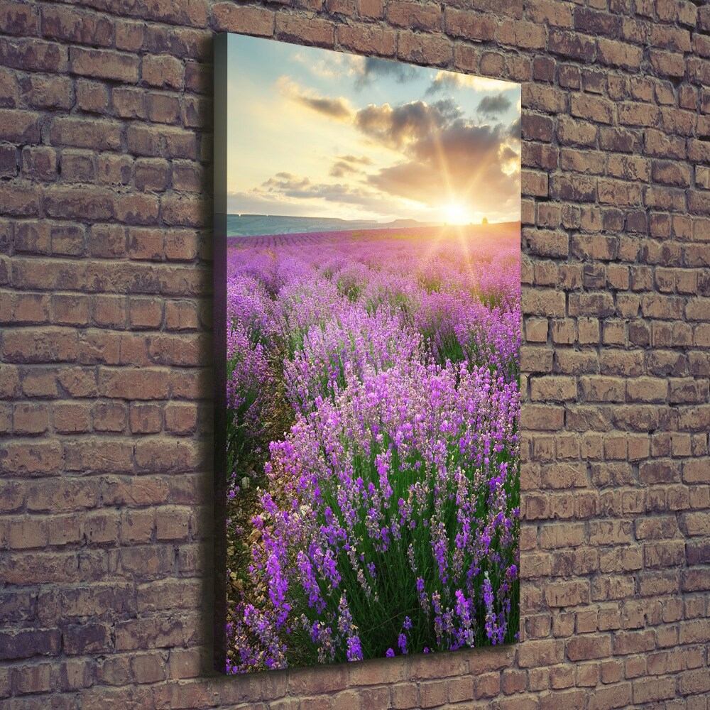 Foto obraz canvas pionowy Pole lawendy