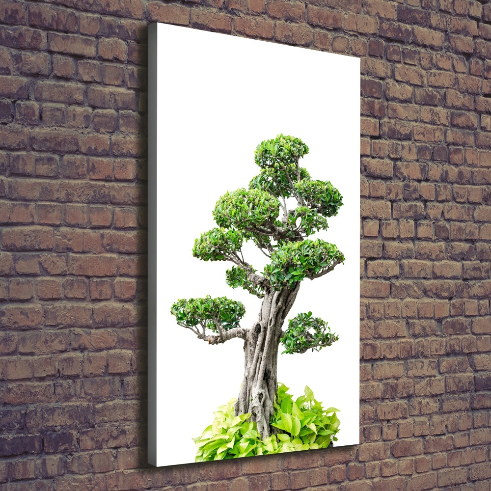 Foto obraz na płótnie pionowy Drzewo bonsai