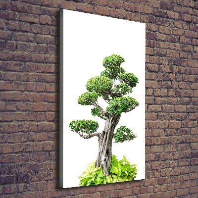 Foto obraz na płótnie pionowy Drzewo bonsai