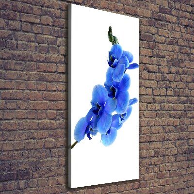 Foto obraz na płótnie pionowy Niebieska orchidea