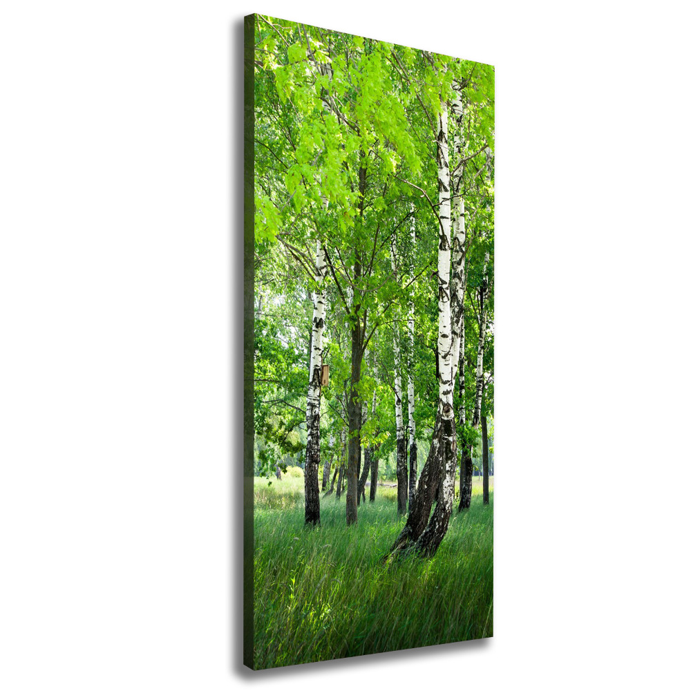 Foto obraz canvas pionowy Las brzozowy
