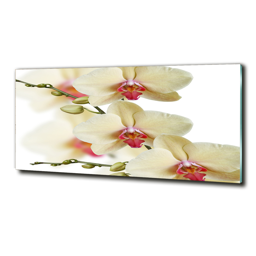 Foto obraz szkło hartowane Orchidea