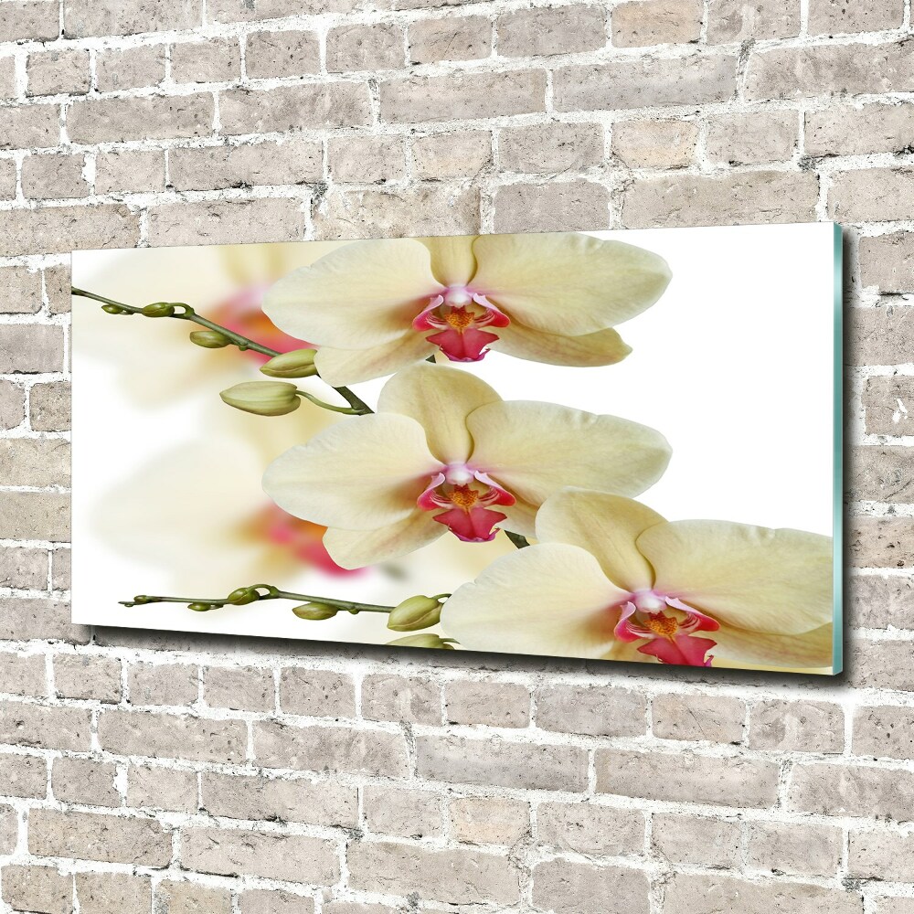 Foto obraz szkło hartowane Orchidea