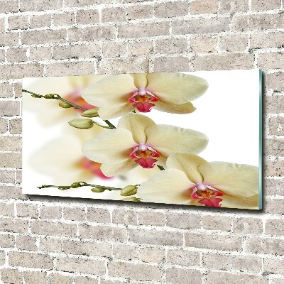 Foto obraz szkło hartowane Orchidea