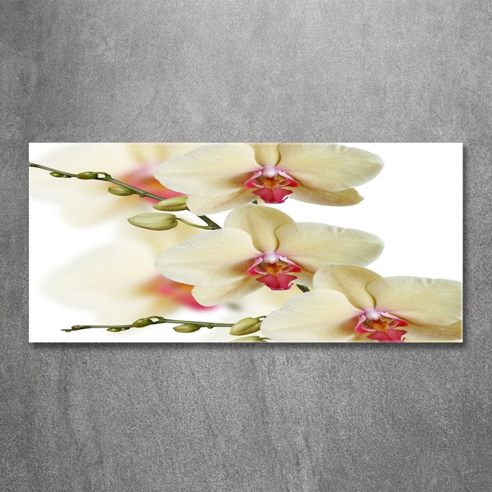 Foto obraz szkło hartowane Orchidea