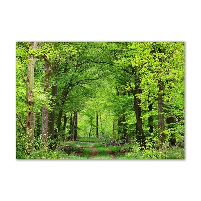 Foto obraz szkło hartowane Wiosenny las