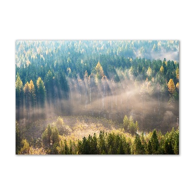 Foto obraz szkło hartowane Mgła w lesie