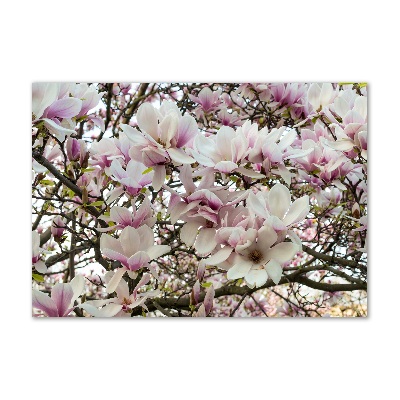 Fotoobraz na ścianę szklany Kwiaty magnolii