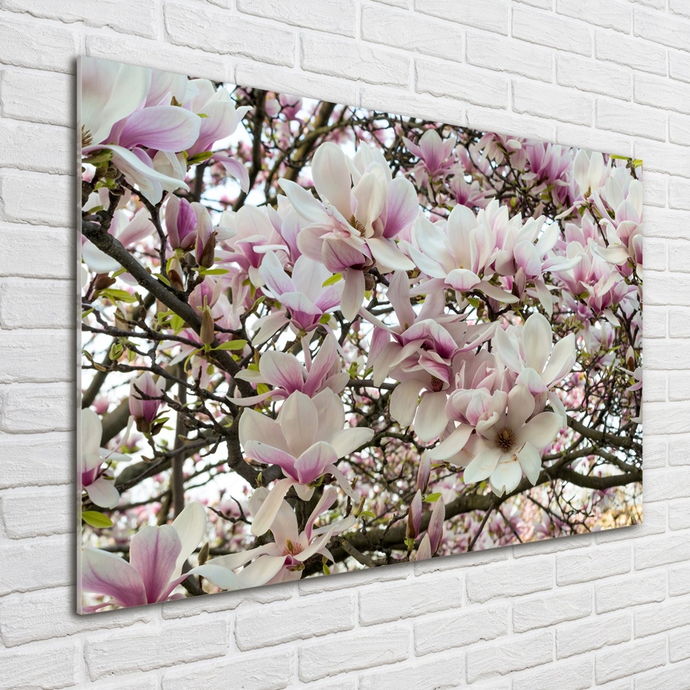 Fotoobraz na ścianę szklany Kwiaty magnolii