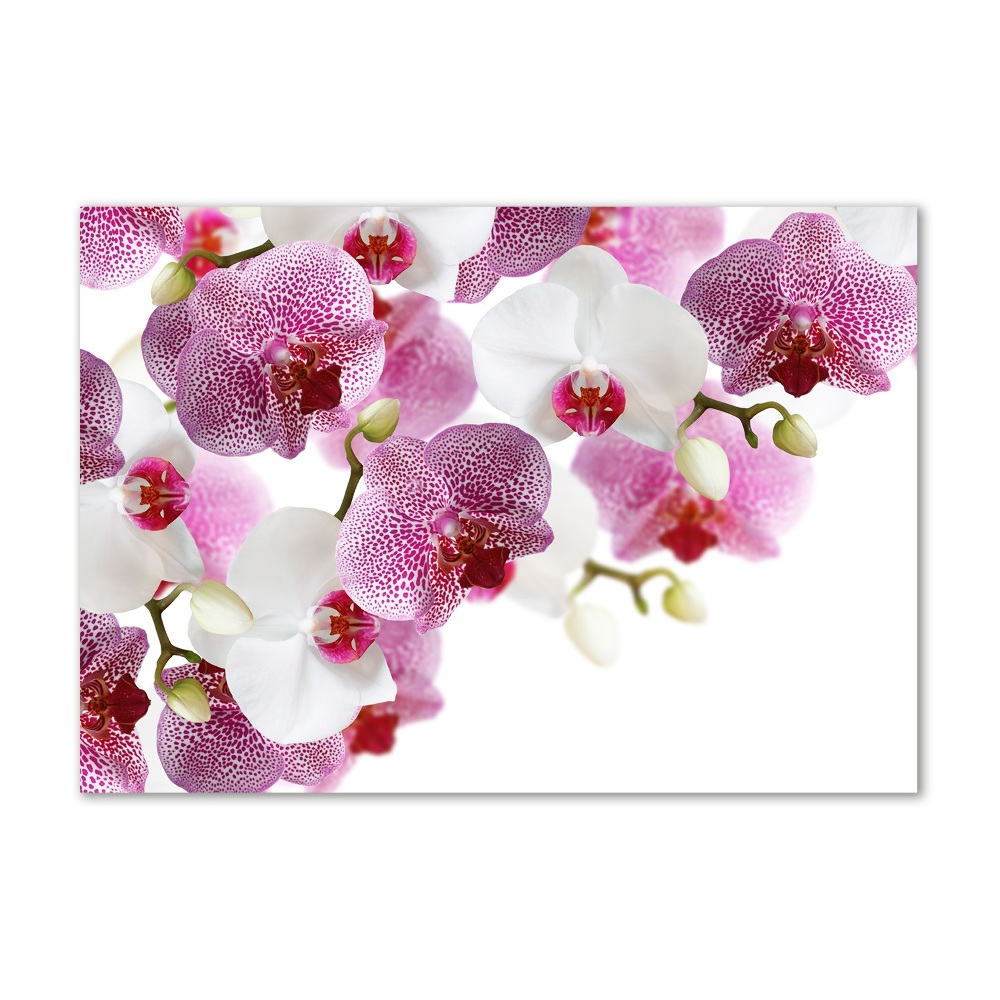 Foto obraz szkło hartowane Orchidea