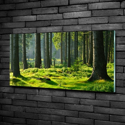 Foto obraz szkło hartowane Las świerkowy
