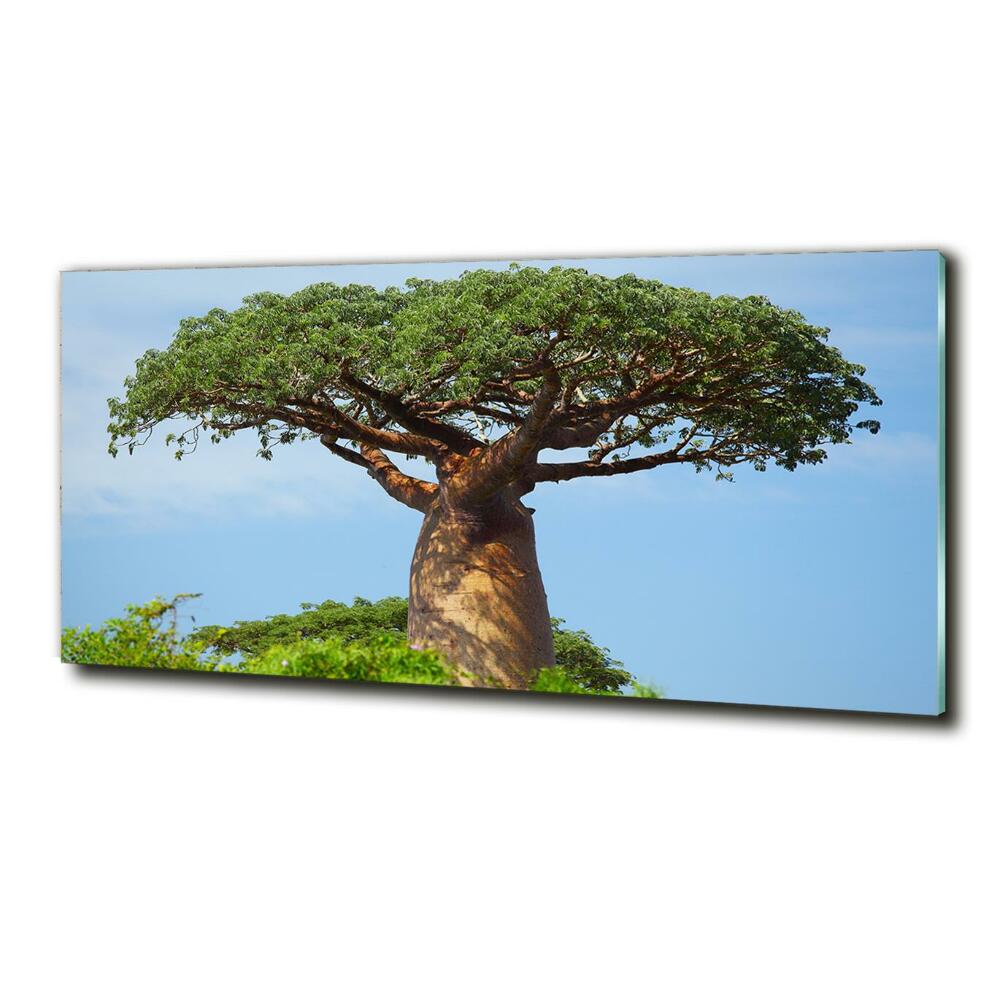 Foto obraz zdjęcie szkło hartowane Baobab