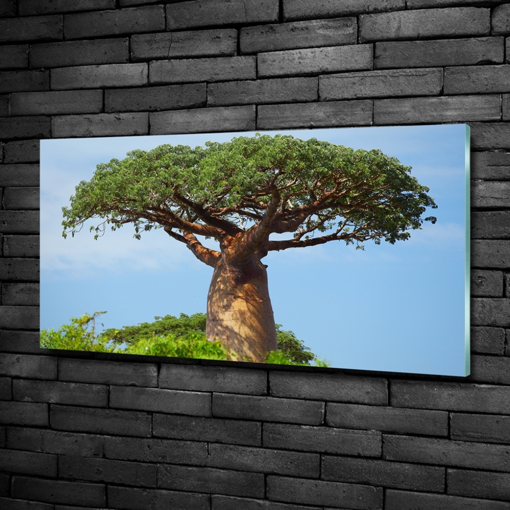 Foto obraz zdjęcie szkło hartowane Baobab