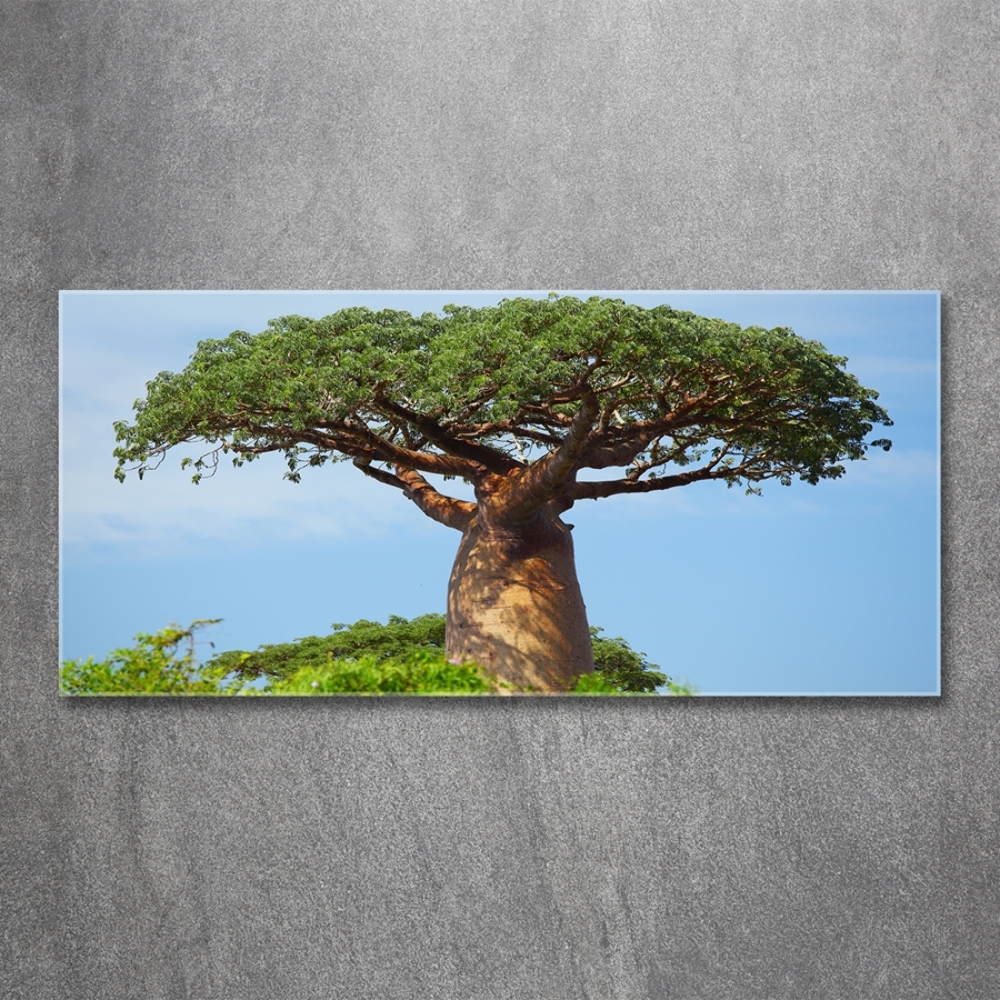 Foto obraz zdjęcie szkło hartowane Baobab
