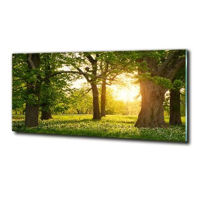 Foto obraz szkło hartowane Drzewa w parku
