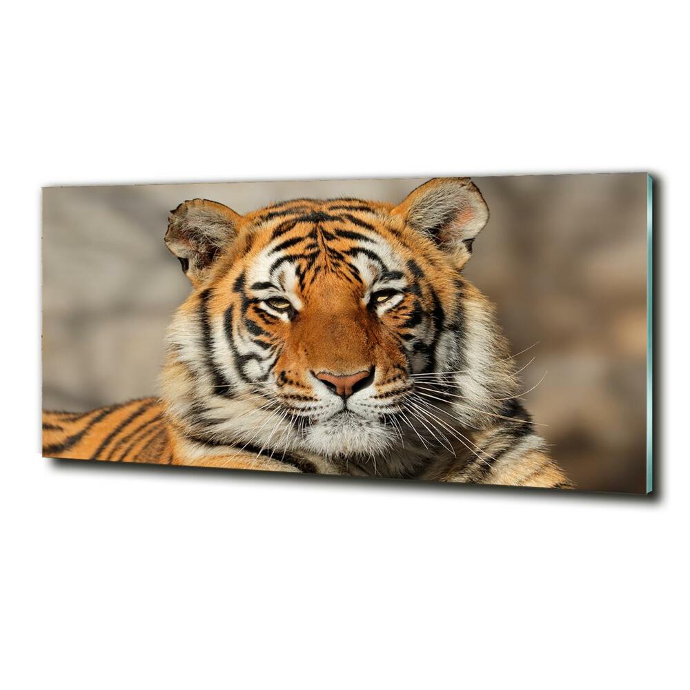Foto-obraz szklany Tygrys bengalski