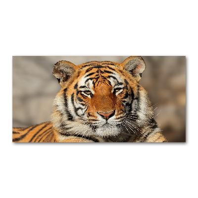 Foto-obraz szklany Tygrys bengalski